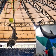 Pattaya Dolphinarium