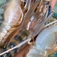 ปลาเผากุ้งเผาไฮโซ ดอนเมือง