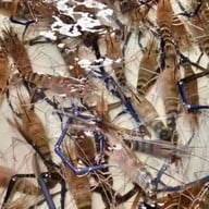 ปลาเผากุ้งเผาไฮโซ ดอนเมือง