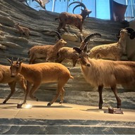 Shanghai Natural History Museum