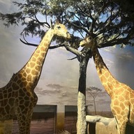 Shanghai Natural History Museum