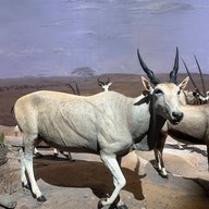 Shanghai Natural History Museum