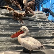 Shanghai Natural History Museum