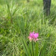 อุทยานแห่งชาติป่าหินงาม (ทุ่งดอกกระเจียว)