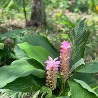 อุทยานแห่งชาติป่าหินงาม (ทุ่งดอกกระเจียว)