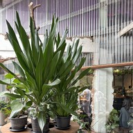 Piccolo Vicolo Cafe ราชเทวี