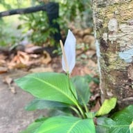 อุทยานแห่งชาติน้ำตกพลิ้ว