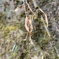 น้ำตกมะกอก