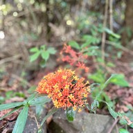 น้ำตกมะกอก