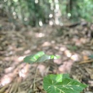 น้ำตกมะกอก