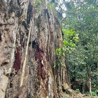 น้ำตกมะกอก