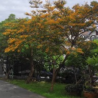 สวนพฤกษ คลองจั่น