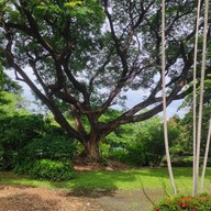 สวนพฤกษ คลองจั่น