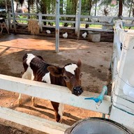 บรรยากาศ ปานขวัญแดรี่ฟาร์ม บ้านโป่ง