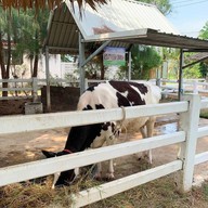 บรรยากาศ ปานขวัญแดรี่ฟาร์ม บ้านโป่ง