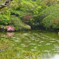 บรรยากาศ 海地獄庭園(蓮の池)