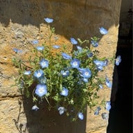 บรรยากาศ Yufuin Floral Village