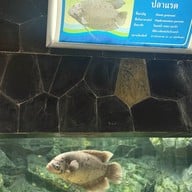 บรรยากาศ สถานแสดงพันธุ์สัตว์น้ำเขื่อนป่าสักชลสิทธิ์