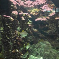 สถานแสดงพันธุ์สัตว์น้ำภูเก็ต