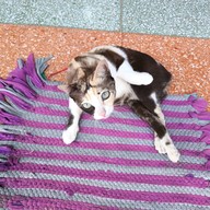 พระพุทธรัตนโกสินทร์มหามุณี