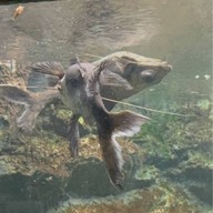 บรรยากาศ สถานแสดงพันธุ์สัตว์น้ำเขื่อนป่าสักชลสิทธิ์