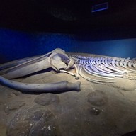 สถานแสดงพันธุ์สัตว์น้ำภูเก็ต