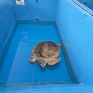 สถานแสดงพันธุ์สัตว์น้ำภูเก็ต