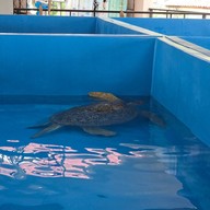 สถานแสดงพันธุ์สัตว์น้ำภูเก็ต