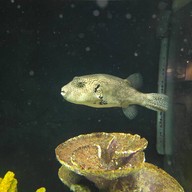 สถานแสดงพันธุ์สัตว์น้ำภูเก็ต