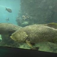 สถานแสดงพันธุ์สัตว์น้ำภูเก็ต