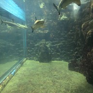 สถานแสดงพันธุ์สัตว์น้ำภูเก็ต