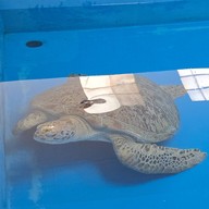 สถานแสดงพันธุ์สัตว์น้ำภูเก็ต