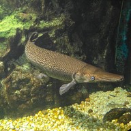 สถานแสดงพันธุ์สัตว์น้ำภูเก็ต