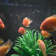 สถานแสดงพันธุ์สัตว์น้ำภูเก็ต