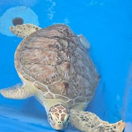 สถานแสดงพันธุ์สัตว์น้ำภูเก็ต