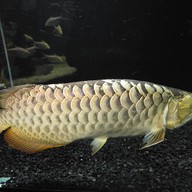 สถานแสดงพันธุ์สัตว์น้ำภูเก็ต