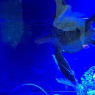 สถานแสดงพันธุ์สัตว์น้ำภูเก็ต