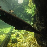 สถานแสดงพันธุ์สัตว์น้ำภูเก็ต