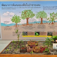 ป่าชายเลนพระเจดีย์กลางน้ำระยอง