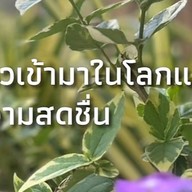 อเมทิสต์ คาเฟ่ เขาชีจรรย์ (Amethyst Cafe Khao Chi Chan) ไม่มี