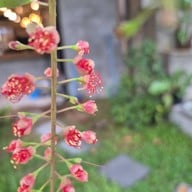 ยำชาวเล พื้นบ้าน ยำชาวเล พื้นบ้าน