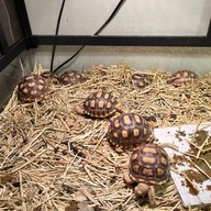 ถิงถิง บิงซูน้ำขิง หาดใหญ่