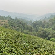 ไร่ชาลุงเดช