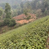 ไร่ชาลุงเดช