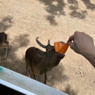 สวนสัตว์เปิด ซาฟารี ปาร์ค