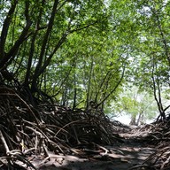 Ranong Biosphere Reserve