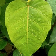 วัดครุใน