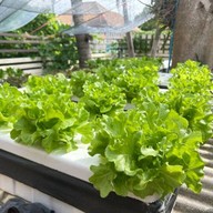 ออร์แกนิค ฟาร์ม