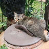 บ้านมะขวิด