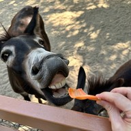 Safari Park สวนสัตว์เปิดซาฟารีปาร์ค กาญจนบุรี